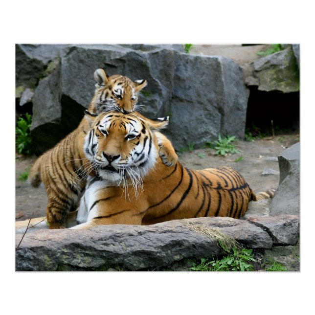 Tiger With Cub Poster (Front)