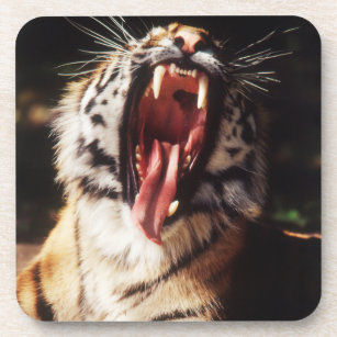 Tiger with mouth open coaster