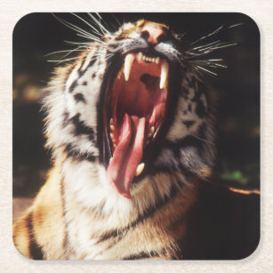 Tiger with mouth open square paper coaster
