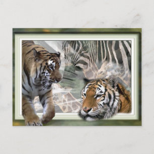 Tiger, Zebra, Giraffe, Lovers Gifts Postcard