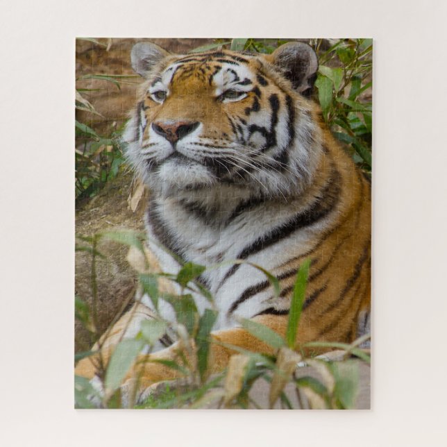 Tigers Big Cats. Jigsaw Puzzle (Vertical)