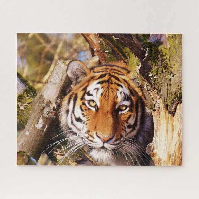 Tigers Big Cats. Jigsaw Puzzle (Horizontal)