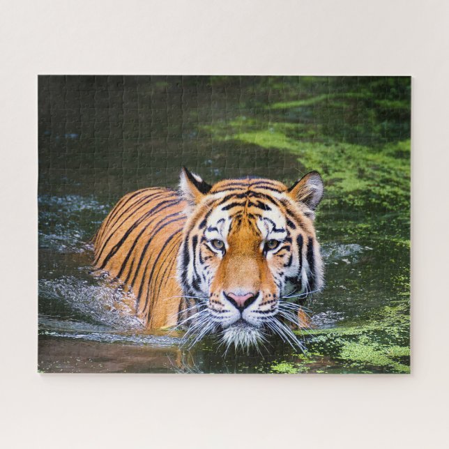 Tigers Big Cats. Jigsaw Puzzle (Horizontal)