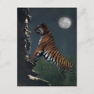 Tigers climb postcard
