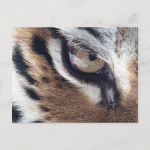 tigers eye postcard