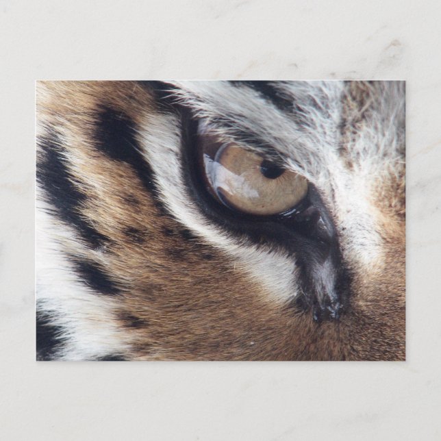 tigers eye postcard (Front)