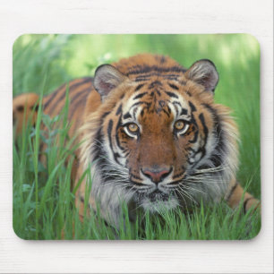 Tigers Eyes Mouse Pad