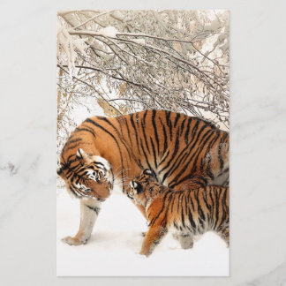 Tigers in the snow