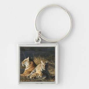 Tigers (Panthera tigris) cub lying on his Keychain