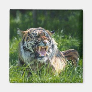 Tiger's Roar Magnet