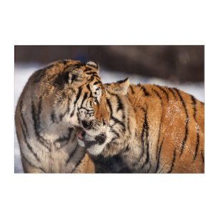 Tigers Showing Affection Acrylic Print