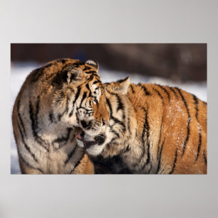 Tigers Showing Affection Poster