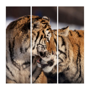 Tigers Showing Affection Triptych