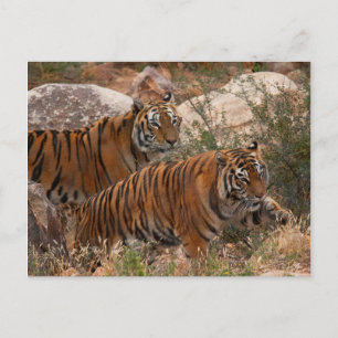 Tigers Two Walking Postcard