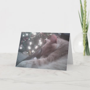 Tigger Cat Christmas Holiday Card
