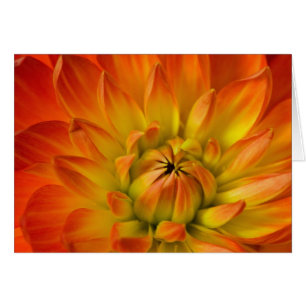 Tight in photographs of Dalhia flower with the
