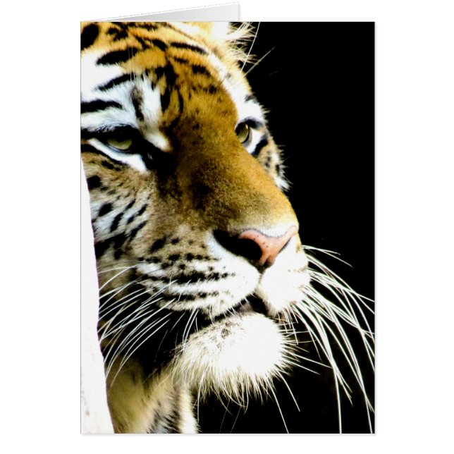 Tigre (Devant)