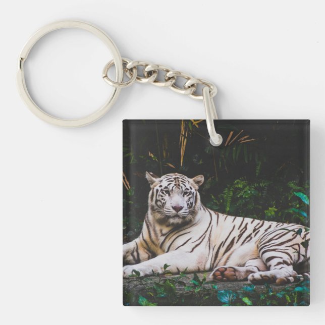 Tigre (Devant)