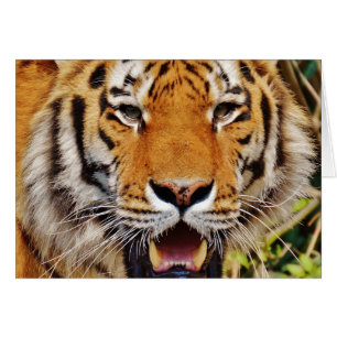 Tigre