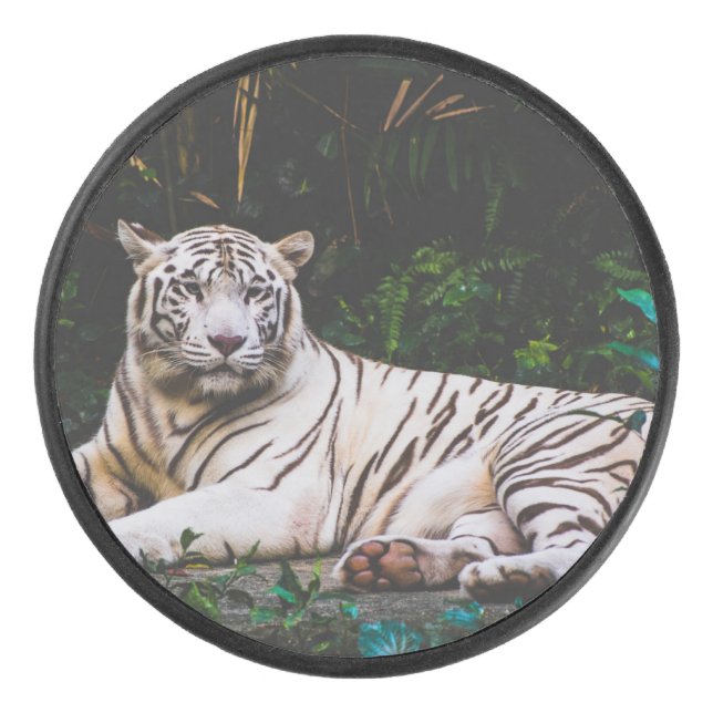 Tigre (Devant)