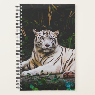Tigre