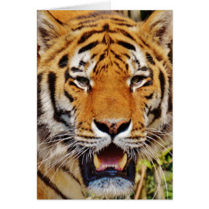 Tigre