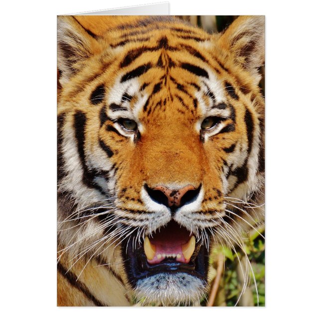 Tigre (Devant)