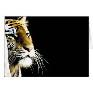 Tigre