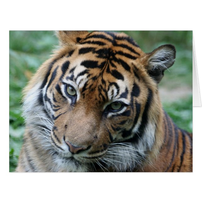 Tigre 013 (Devant horizontal)