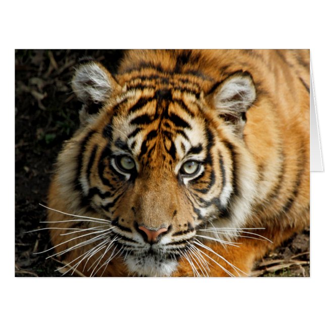 Tigre 037 (Devant horizontal)