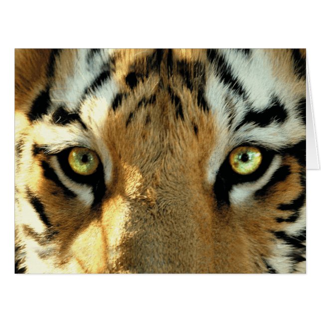 Tigre 1 - Carte de voeux (Devant horizontal)