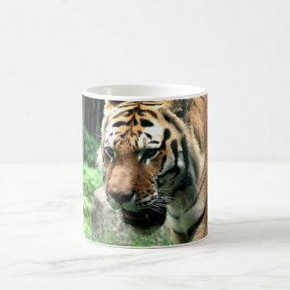 Tigre à la tasse de zoo de Bronx