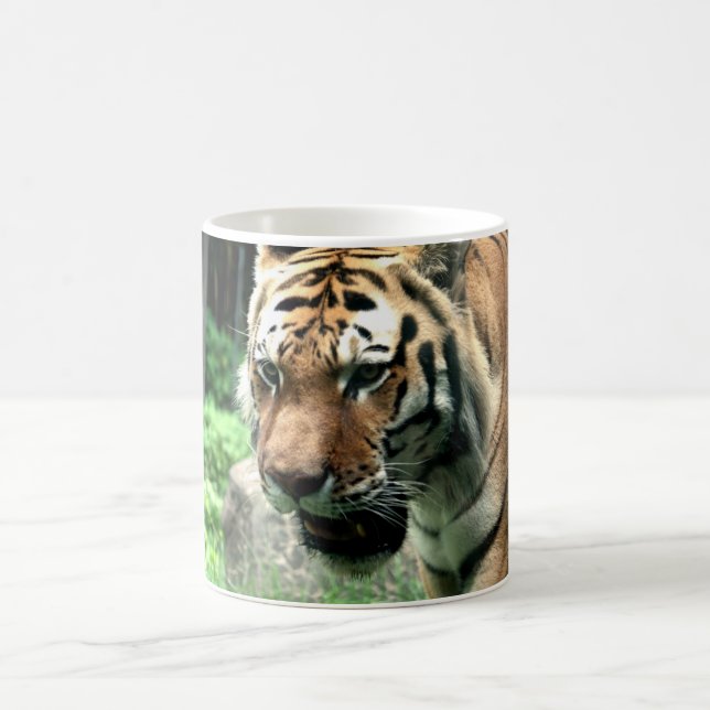 Tigre à la tasse de zoo de Bronx (Centre)