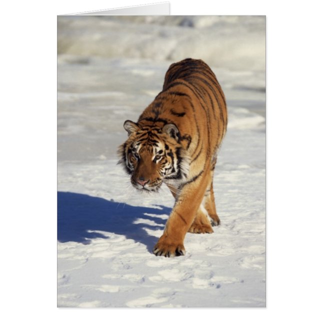 Tigre à ressort (Devant)