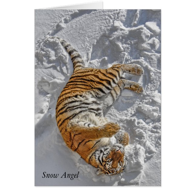 Tigre "ange de neige " (Devant)