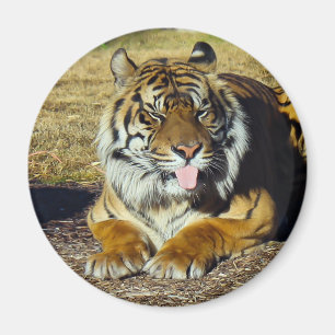 Tigre avec un aimant de tude de `