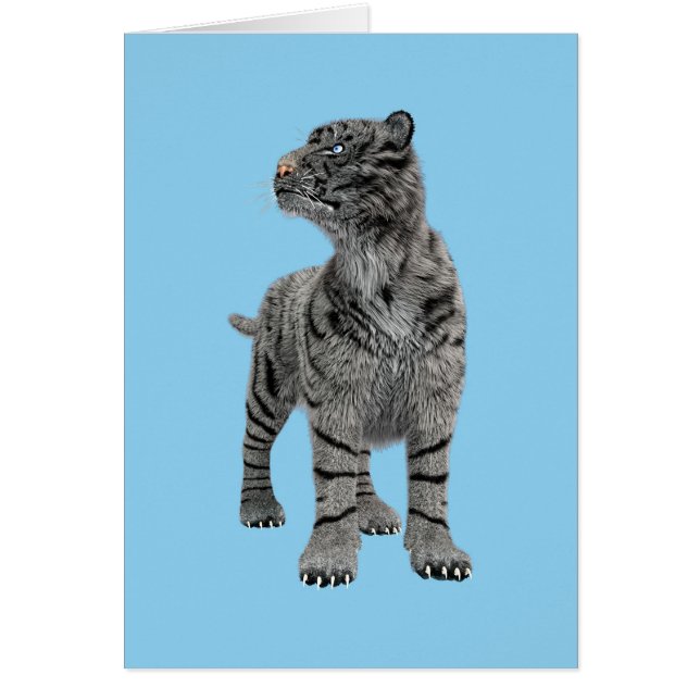 Tigre blanc (Devant)