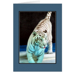 Tigre blanc
