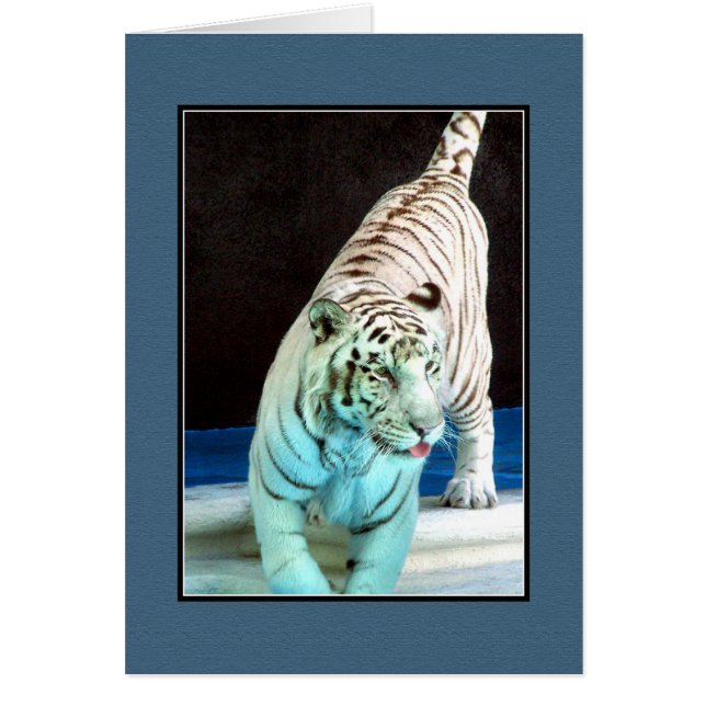 Tigre blanc (Devant)