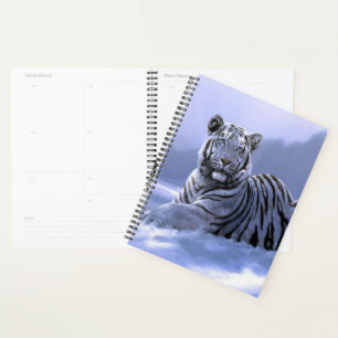 Tigre blanc