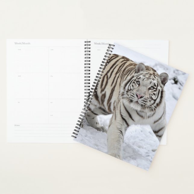 Tigre blanc (Devant avec enveloppe)