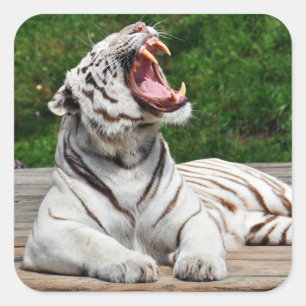 Tigre Blanc, Autocollant de Tigre du Bengale
