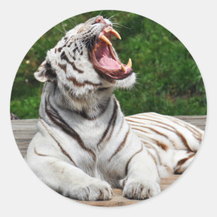 Tigre Blanc, Autocollant Tigre du Bengale