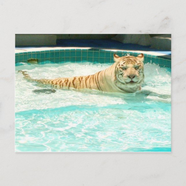 Tigre blanc pendant la piscine-Année de la carte (Devant)