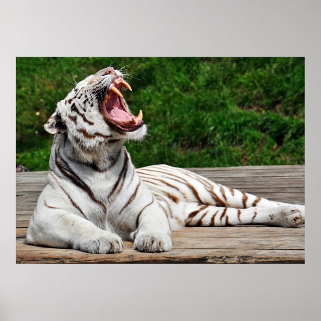 Tigre blanc, Tigre du Bengale Poster (Devant)
