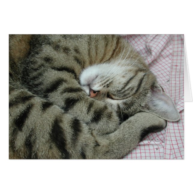 Tigre-chat couché (Devant horizontal)
