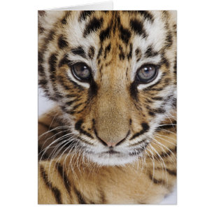 Tigre CUB