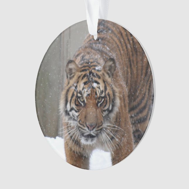 Tigre Damai de Smithsonien | Sumatran (devant)