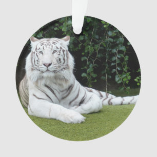 tigre de Bengale blanc