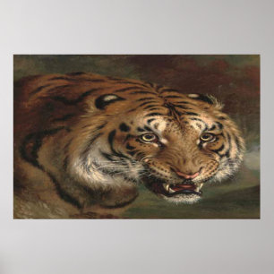 Tigre de Bengale vous observant affiche